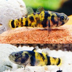 Ocelot Tiger Goby