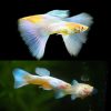 Albino Gold Platinum Guppy Male