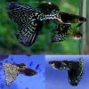Black Metal Lace Guppy