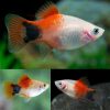 Red White Candy Marlboro Micky Mouse Platy