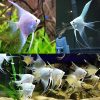 Platinum Angelfish