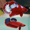 Hellboy Halfmoon Plakat Betta Pair