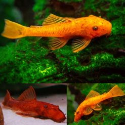 Super Red Bristlenose Catfish