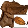 Indian Almond Leaf (Catappa Leaves) - Single