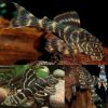 Clown Pleco Catfish L104