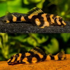 Butterfly Pleco Catfish L168