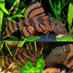 Tiger Pleco Catfish L397