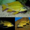 Nasuta Yellow Feather Fin Cichlid