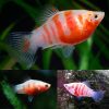 Tiger Platy