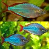 Neon Blue Rainbowfish Medium