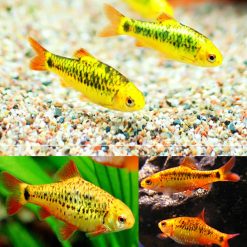 Golden Barb