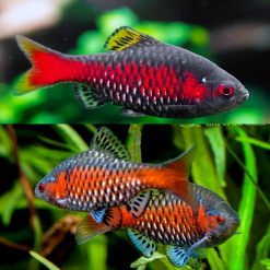 Odessa Barb