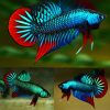 Imbellis Crescent Wild Type Juvinille Unsexed