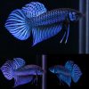 Mahachaiensis Blue Wild Type Juvinille Unsexed