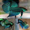 Mahachaiensis Green Wild Type Juvinille Unsexed