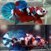 Koi Galaxy Red Halfmoon Plakat Pair