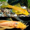 Lemon Blue Eye Catfish L144