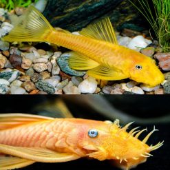 Lemon Blue Eye Catfish L144