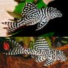 King Tiger Pleco L066