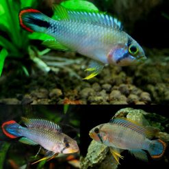 Blue Panda Dwarf Cichlid