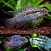 Curvicept Dwarf Flag Cichlid