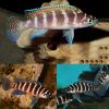 Cylindricus Cichlid
