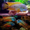 Macaw Parrot Cichlid
