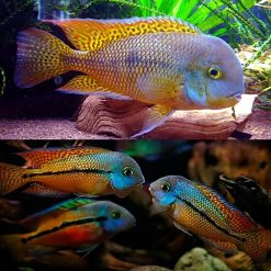 Macaw Parrot Cichlid