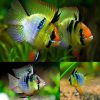 Blue Balloon Ram Jumbo