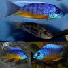 Spilonotus Tanzania Cichlid