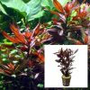 Mauve Stricta Pot