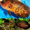 Oscar Copper Leopard
