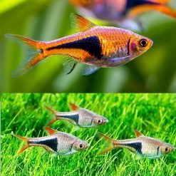 Red Harlequin Rasbora