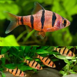 Five Banded Barb