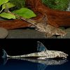 Whiptail Catfish