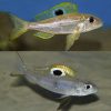Descamp Strange Tooth Cichlid