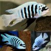 Maison Reef Zebra
