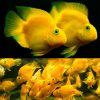 Yellow Blood Parrot Cichlid