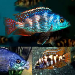 Milomo Thick Lip VC10 Cichlid