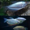 Moonlight Gourami