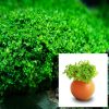Micranthemum Monte Carlo