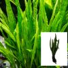 Java Fern Medium Bare Root