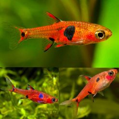 Maculata Dwarf Spotted Red Rasbora