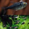 Black Diamond Head Neon Tetra