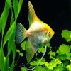 Golden Angelfish