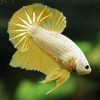 Betta (Siamese Fighting Fish) - Golden Dragon Halfmoon Plakat - MALE