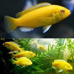 Albino Electric Yellow Cichlid