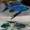 Feather Fin Furcifer Resha