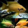 Neolamprologus Sunflower