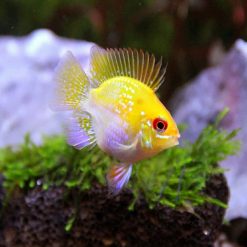Gold Balloon Ram "Imported"